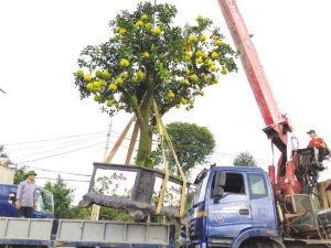 Dịch vụ di chuyển cây xanh: giải pháp cho cảnh quan và môi trường